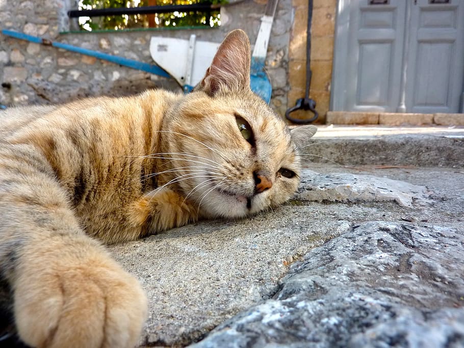 cat, greece, chill out, sleep, relax, siesta, afternoon rest, mammal, animal themes, feline