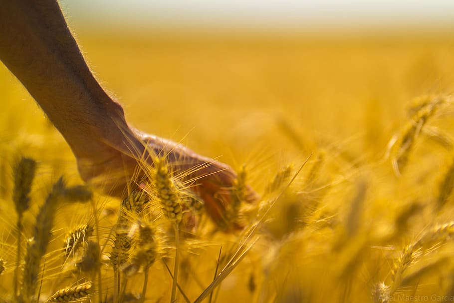 person touching brown grass, cereal plant, plant, agriculture, crop, land, rural scene, landscape, growth, field