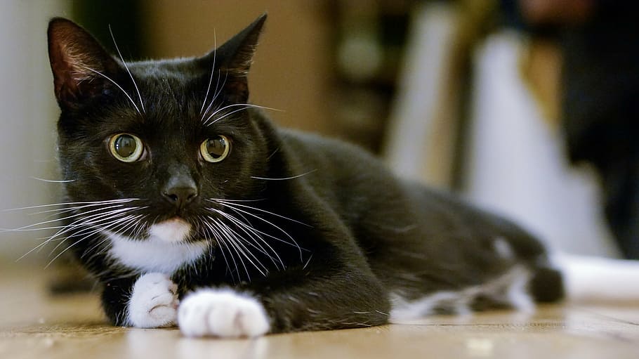 short-coated, black, white, cat prawn, lying, brown, surface, cat, tuxedo, portrait