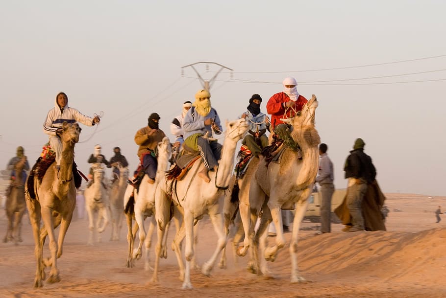 group, people, riding, horses, camel, race, algeria, desert, animal, track
