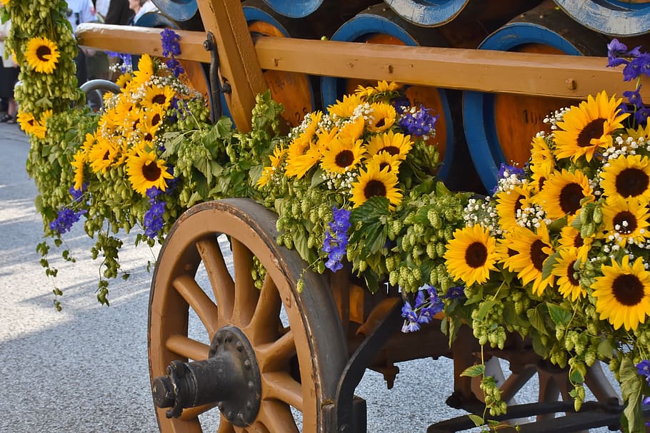 sunflower, filled, wagon, barrel, road, taken, daytime, beer car, barrels, beer