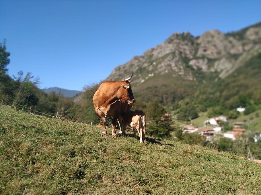 cow, veal, asturias, nature, mountains, mammal, animal themes, domestic animals, animal, domestic