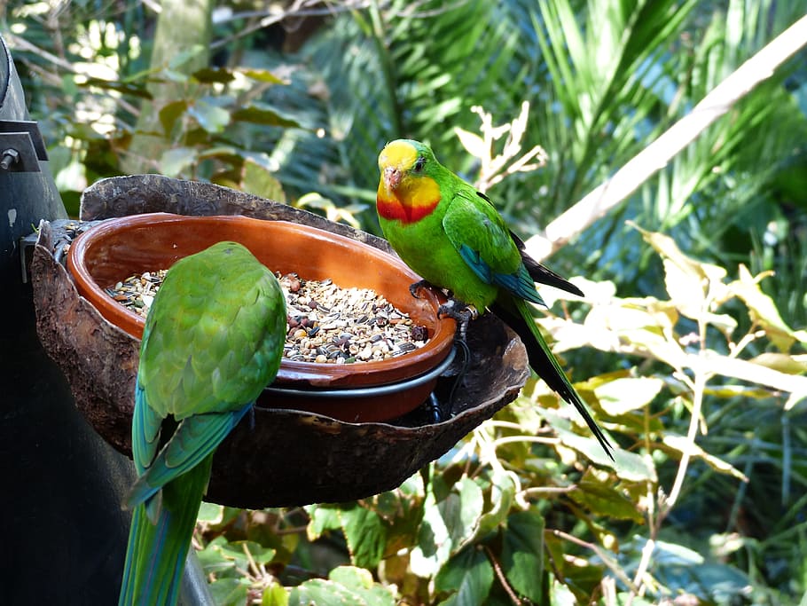 Sign, Parakeets, Birds, Parrots, sign parakeets, polytelis swainsonii, australian, parrot, feeding, food
