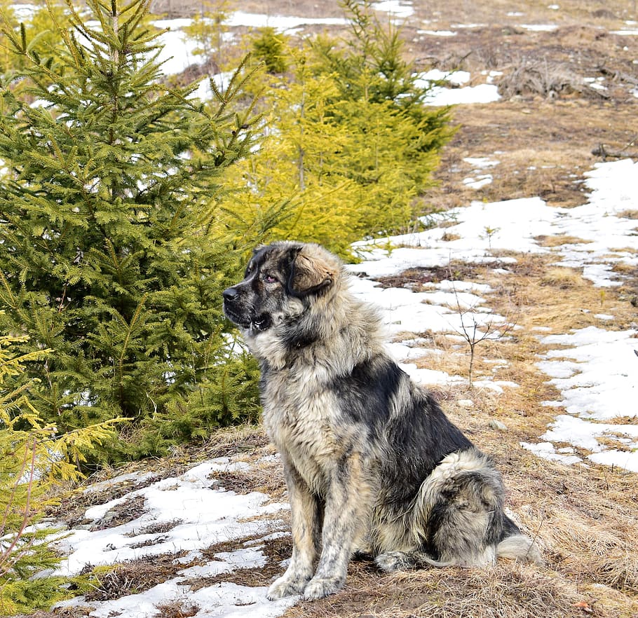 Dog tree. Собачье дерево. Собака на дереве. Собака на дереве фото. Tree for Dog.