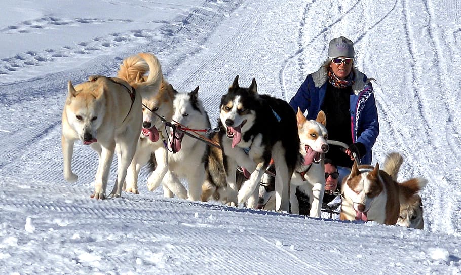dogs, sleds, sled, winter, white, snow, pack, conductive, mammal, animal themes