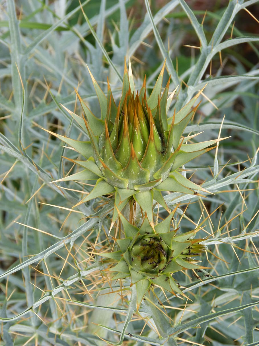 prickly artichoke, cynara scolymus, artichoke, thorns, growth, plant, green color, nature, close-up, beauty in nature
