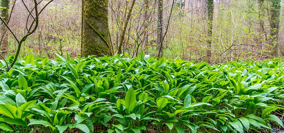 Bear'S Garlic, Forest, Nature, Landscape, vegetable plant, medicinal plant, grow, sprout, green, plant