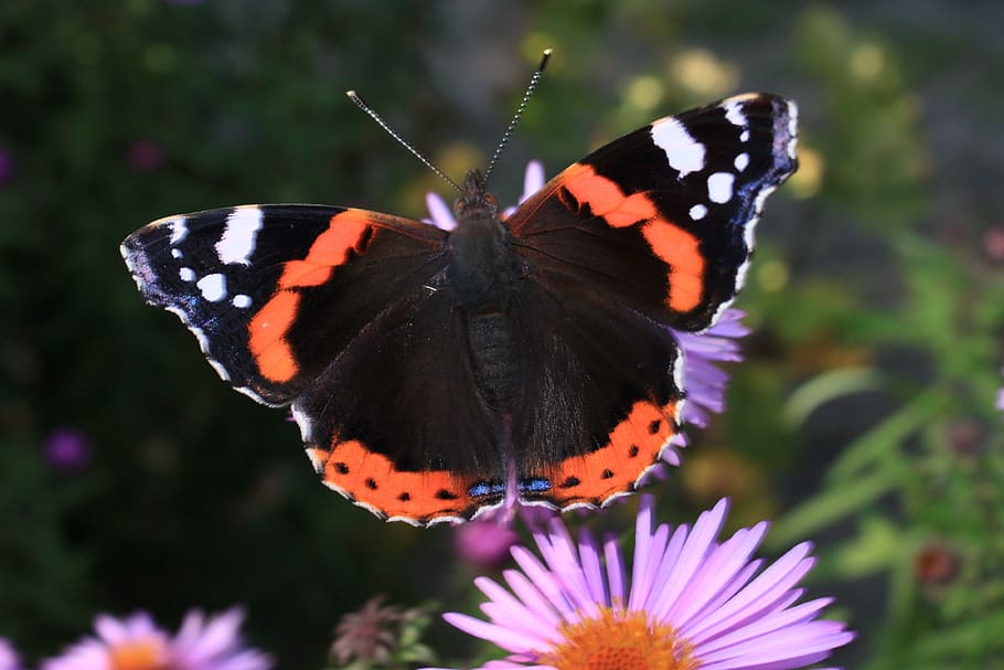 butterfly day, insect, nature, at the court of, summer, animals, butterflies, fair admiral, garden, flower