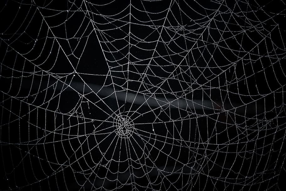 spider web, network, radial, spider, web, arachnophobia, dangerous, spiral, pattern, fragility