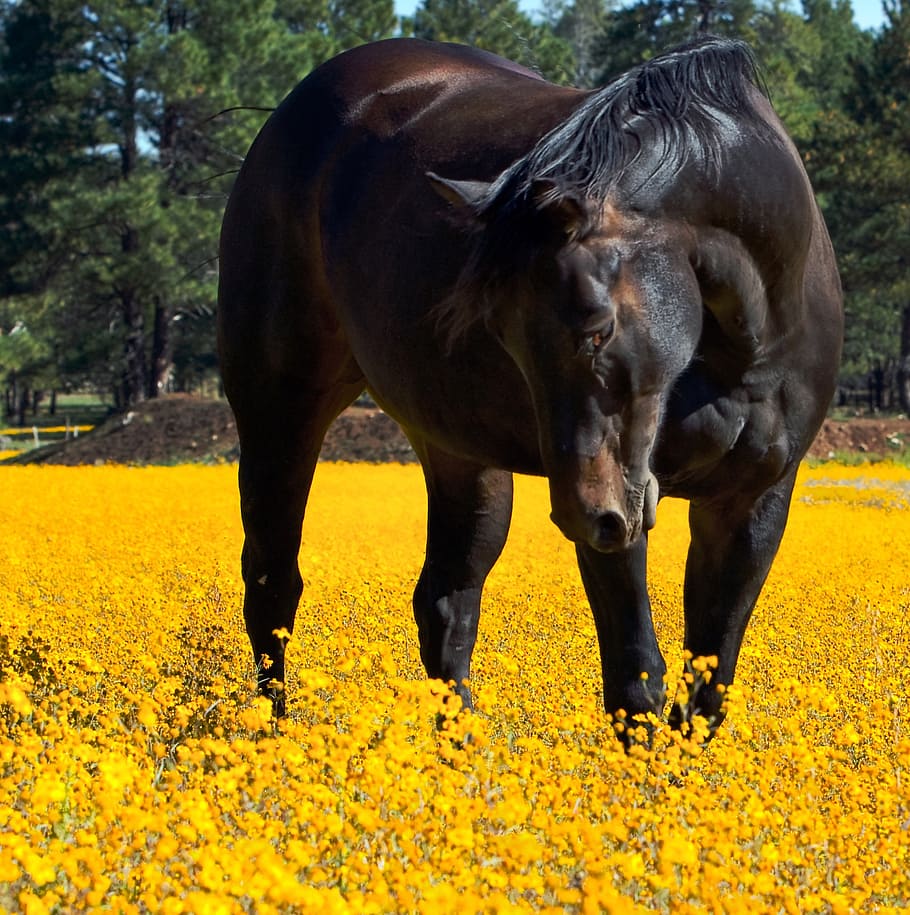 brown, horse, stands, yellow, flower field, flowers, animal, floral, equine, spring