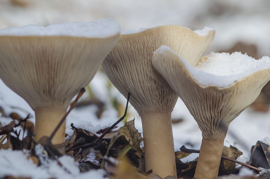 mushrooms, snow, three, leann, autumn, forest, under the snow, nature, the first snow, beautiful mushroom