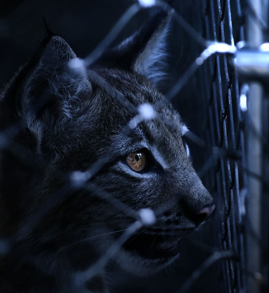 close-up photo, gray, cat, lynx, caught, imprisoned, fence, view, eye, night