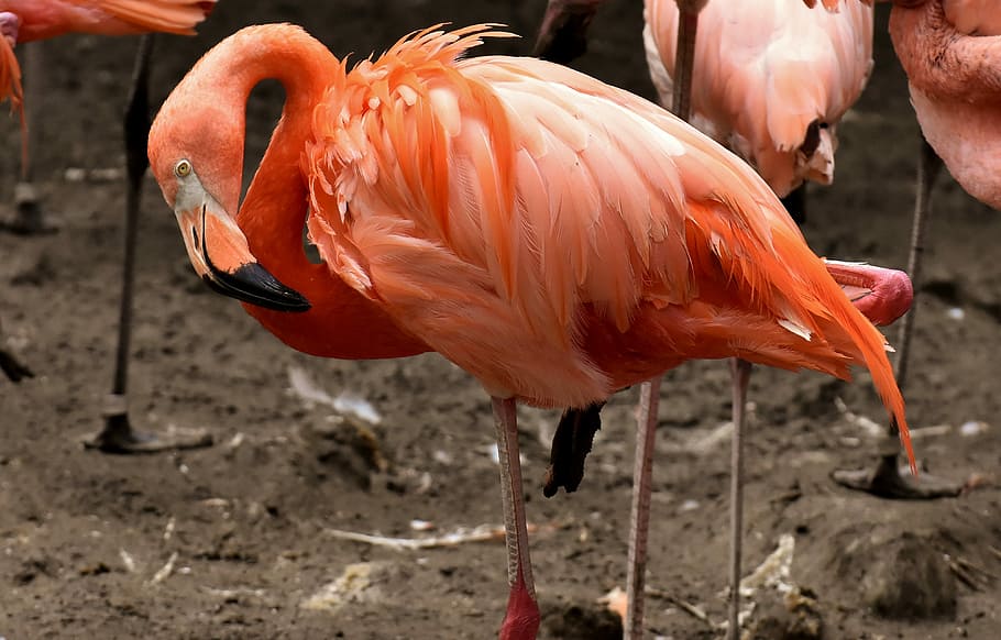 orange, flamingos, browng ground, flamingo, bird, colorful, feather, pride, tierpark hellabrunn, animal themes