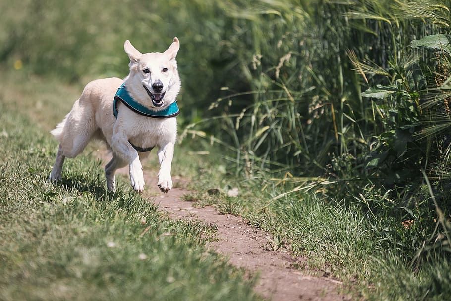 short-coated, white, brown, dog, running, grass field, daytime, race, fun, animal