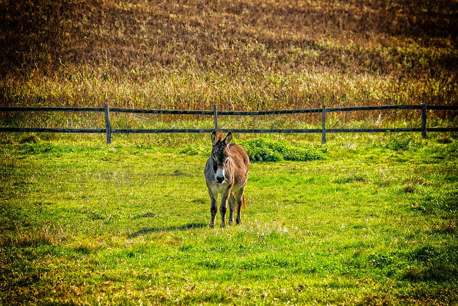 donkey, animal, pasture, peaceful, lonely, alone, animals, nature, rural, beast of burden