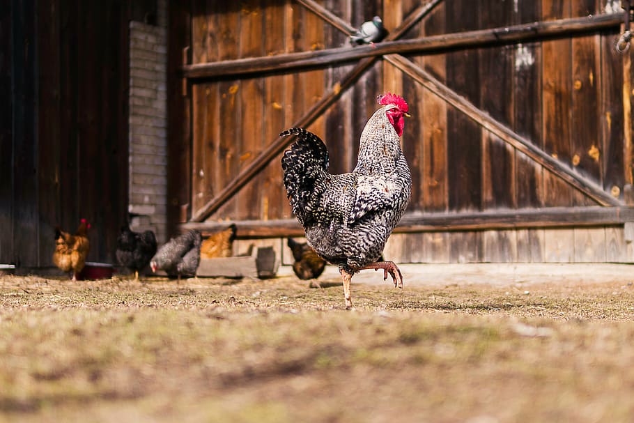 gray, white, rooster, chicken, hen, animal, grass, poultry, farm, wood
