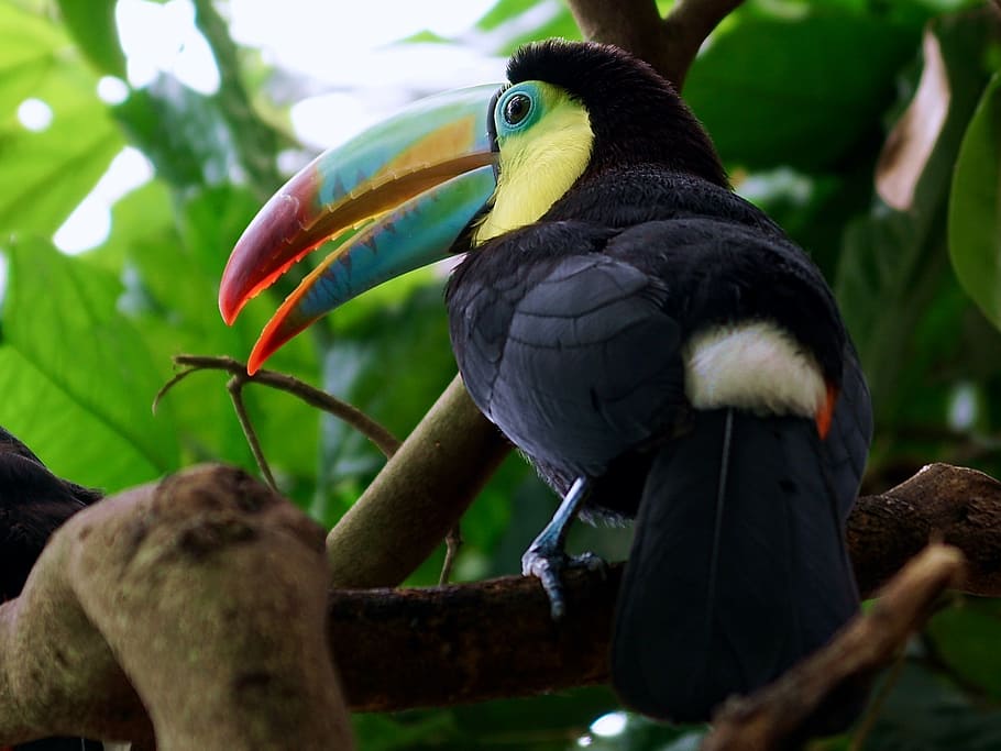 shallow, focus photography, toucan, bird, tropical bird, bill, tropics, colorful, plumage, animal