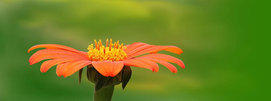 selective, focus photography, orange, daisy, nature, plant, summer, flower, bright, orange flowers