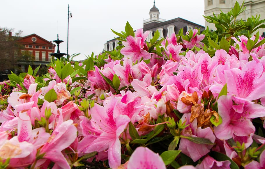 花, ニューオーリンズ, カラフル, ニューオーリンズフレンチクォーター, 開花植物, ピンク色, 植物, 建築, 鮮度, 建物の外観