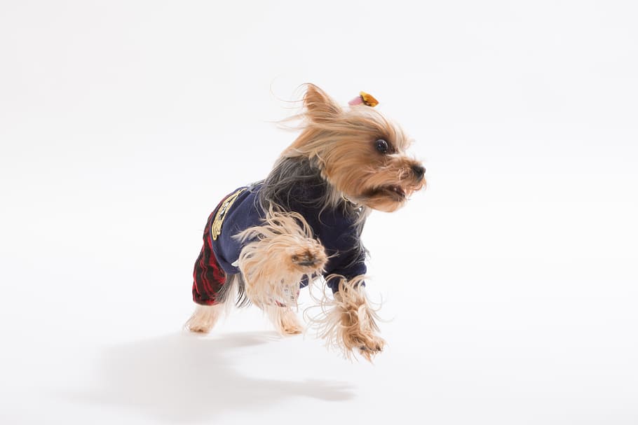 yorkshire terrier, dog, one, yorkie, leia, address, domestic, pets, canine, domestic animals