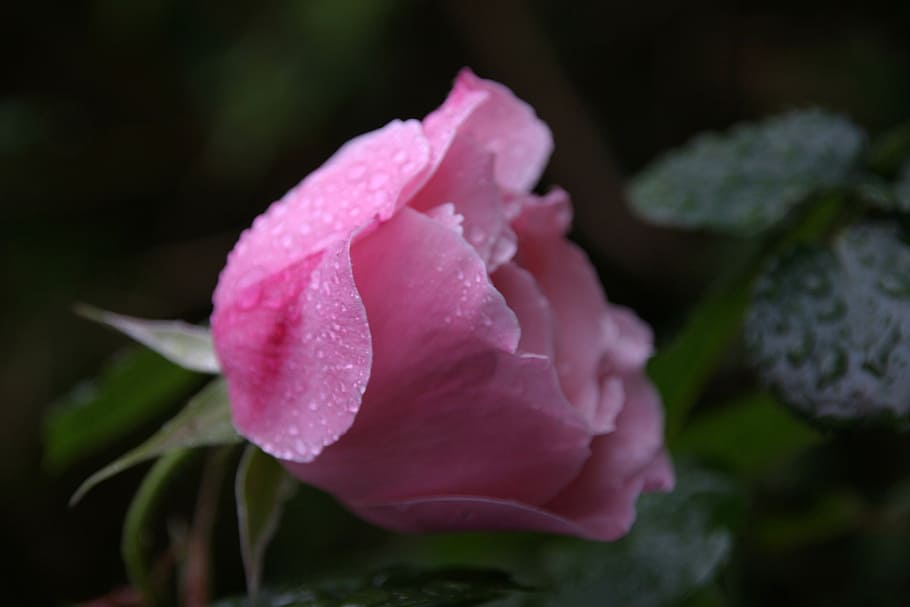 rose, love, happy, open, pink, flower, nature, romance, romantic, white