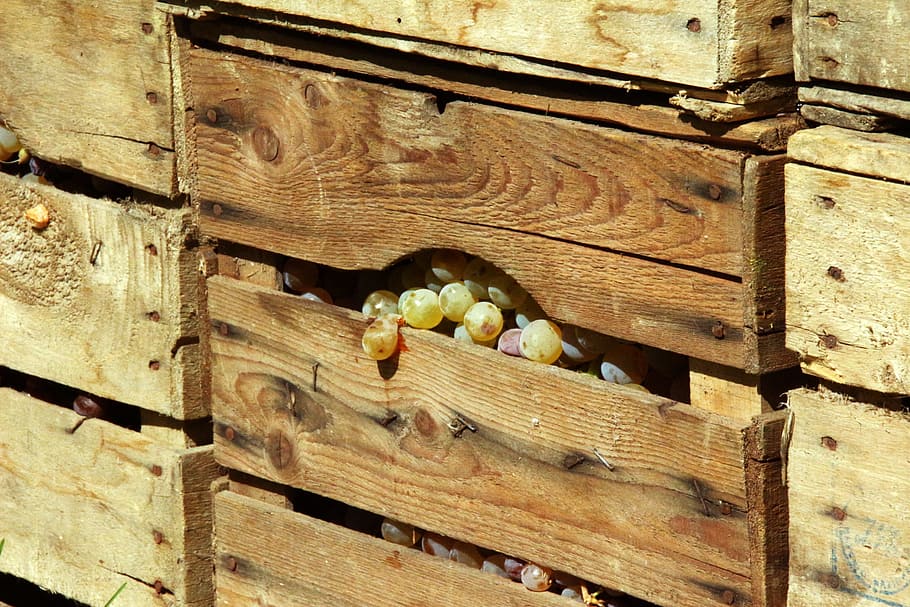 vendimia, uvas, otoño, caja de madera, vinificación, uvas para vino, cosecha de uvas, bayas, fermentación, madera - material