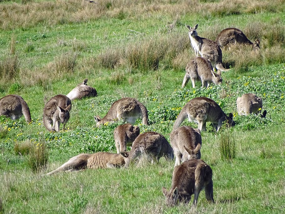 canguru, multidão de canguru, canguru cinza oriental, austrália, bolsa, nativo, animais selvagens, grupo, australiano, selvagem