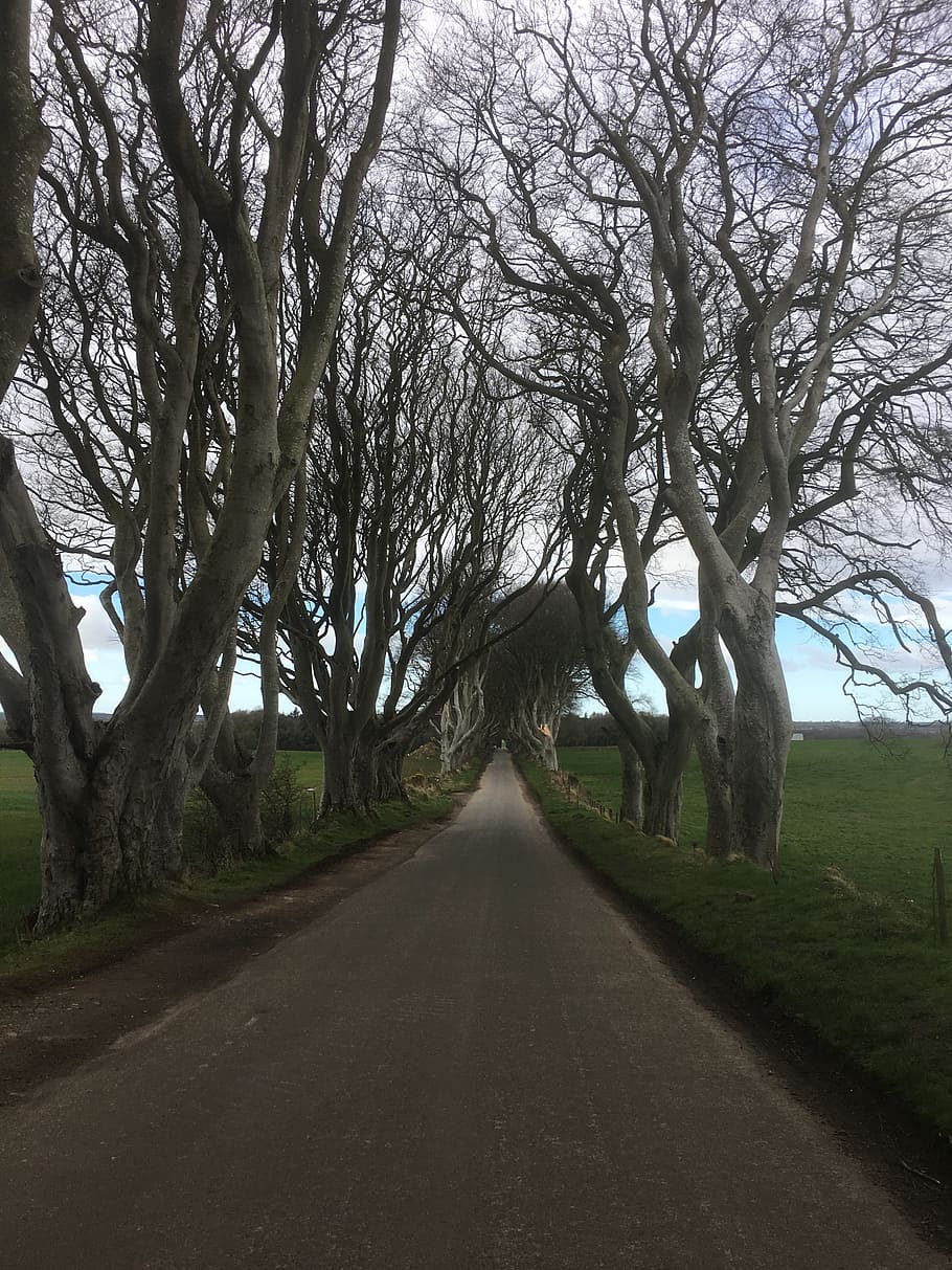 ireland, the dark hedges, game of thrones series, trees, road, places of interest, tourism, walk, avenue, united kingdom