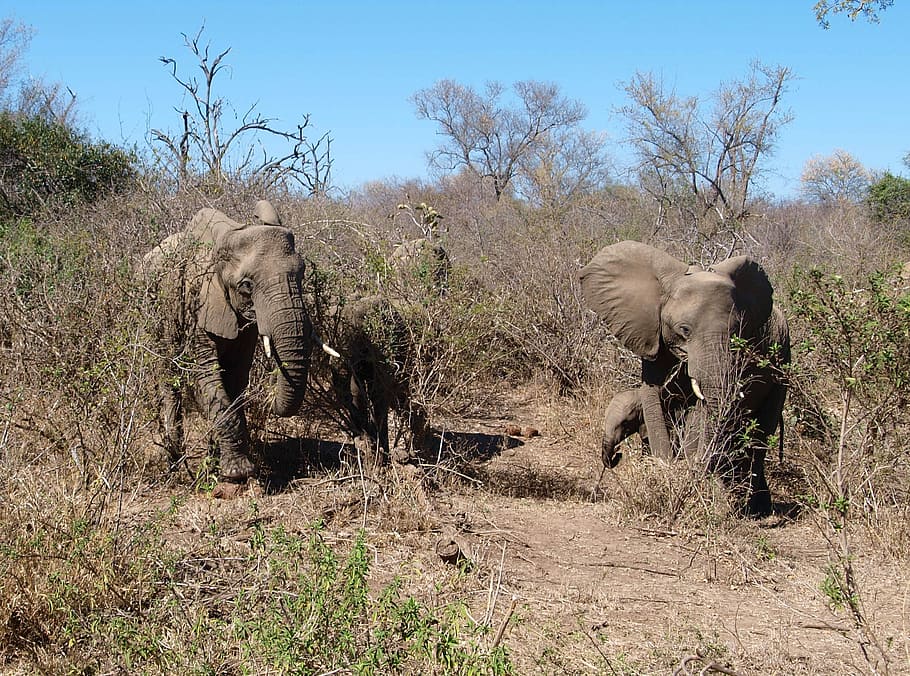 Elephant, Africa, Wild Animal, Safari, african bush elephant, south africa, drought, wilderness, elephant family, wildlife