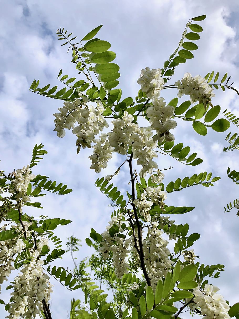 robinia, bloom, false acacia, robinia pseudoacacia, flora, nature, sky, bees, inflorescence, white black locust