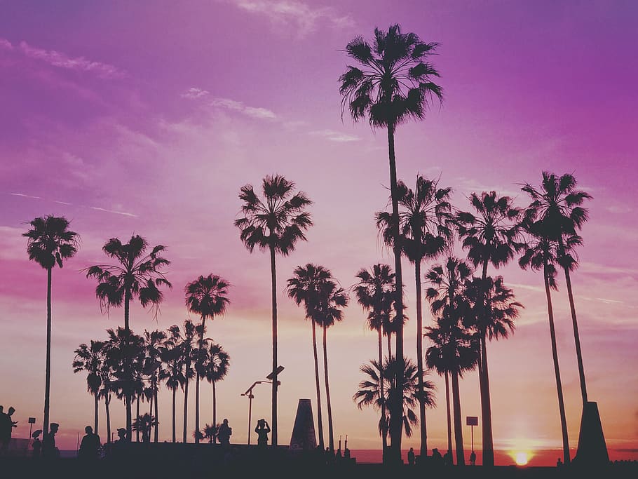 palm, trees, nature, plants, purple, sky, clouds, sunset, summer, palm tree