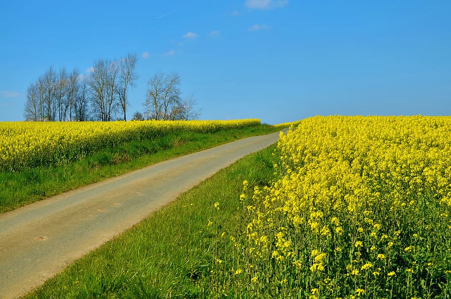 yellow rapeseed flowers, field of rapeseeds, oilseed rape, away, field, landscape, agriculture, nature, meadow, blue sky