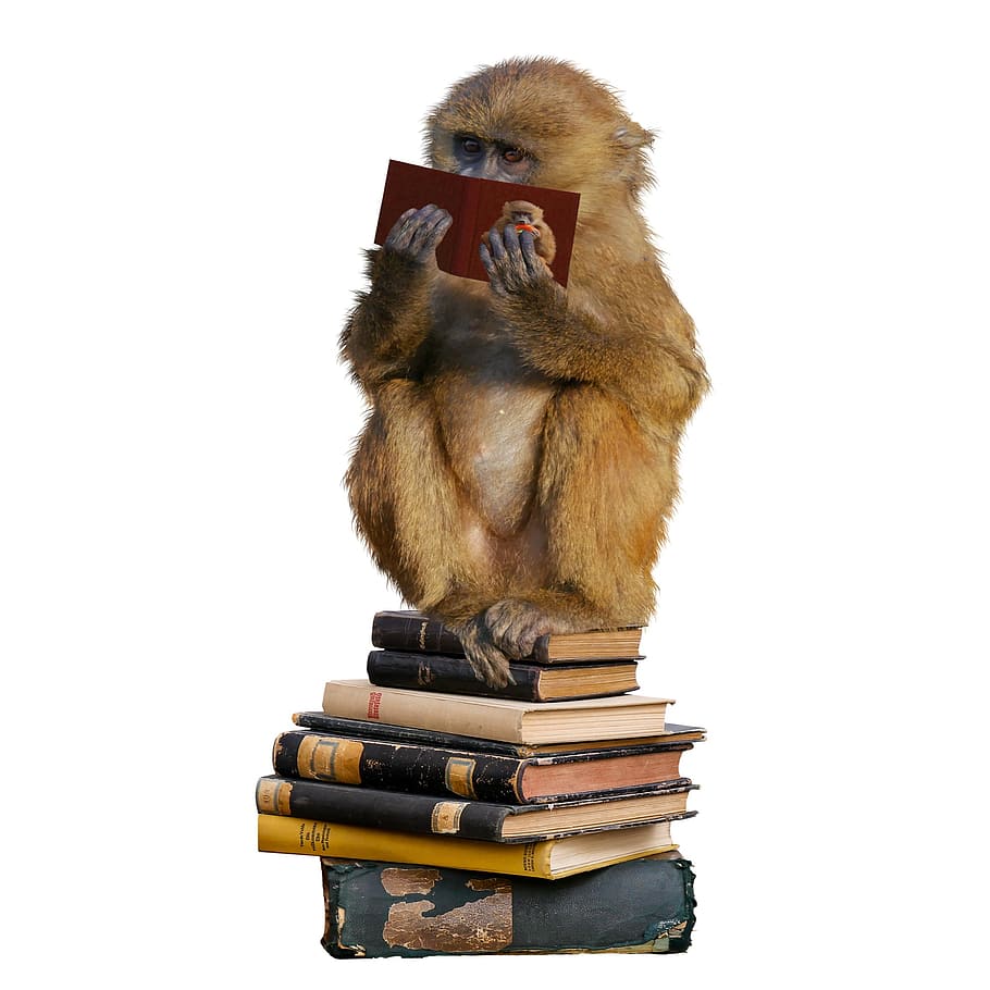 marrom, livro de leitura de macacos, branco, sentado, pilha, livros, macaco, decoração, educação, escola