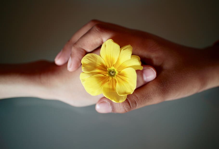 closeup, person, holding, yellow, flower, brotherhood, love, confidence, respect, cowslip