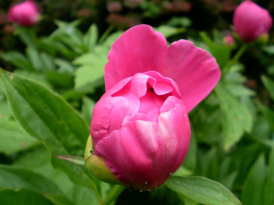 Peonía, Pentecostés, Flor, Paeonia, flor de peonía, planta, naturaleza, color rosa, hoja, crecimiento