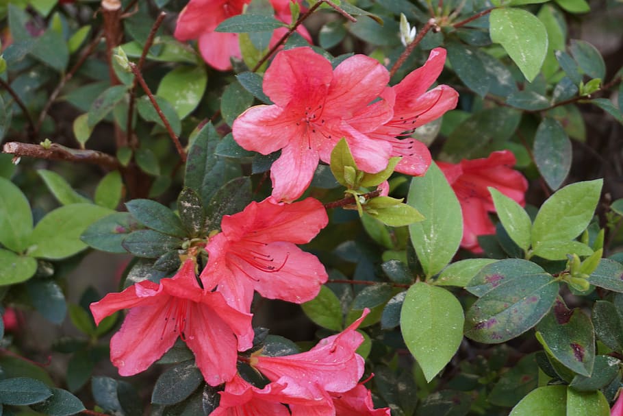 flores, azalea, flor, planta, crecimiento, planta floreciendo,  vulnerabilidad, fragilidad, belleza en la naturaleza, parte de la planta |  Pxfuel