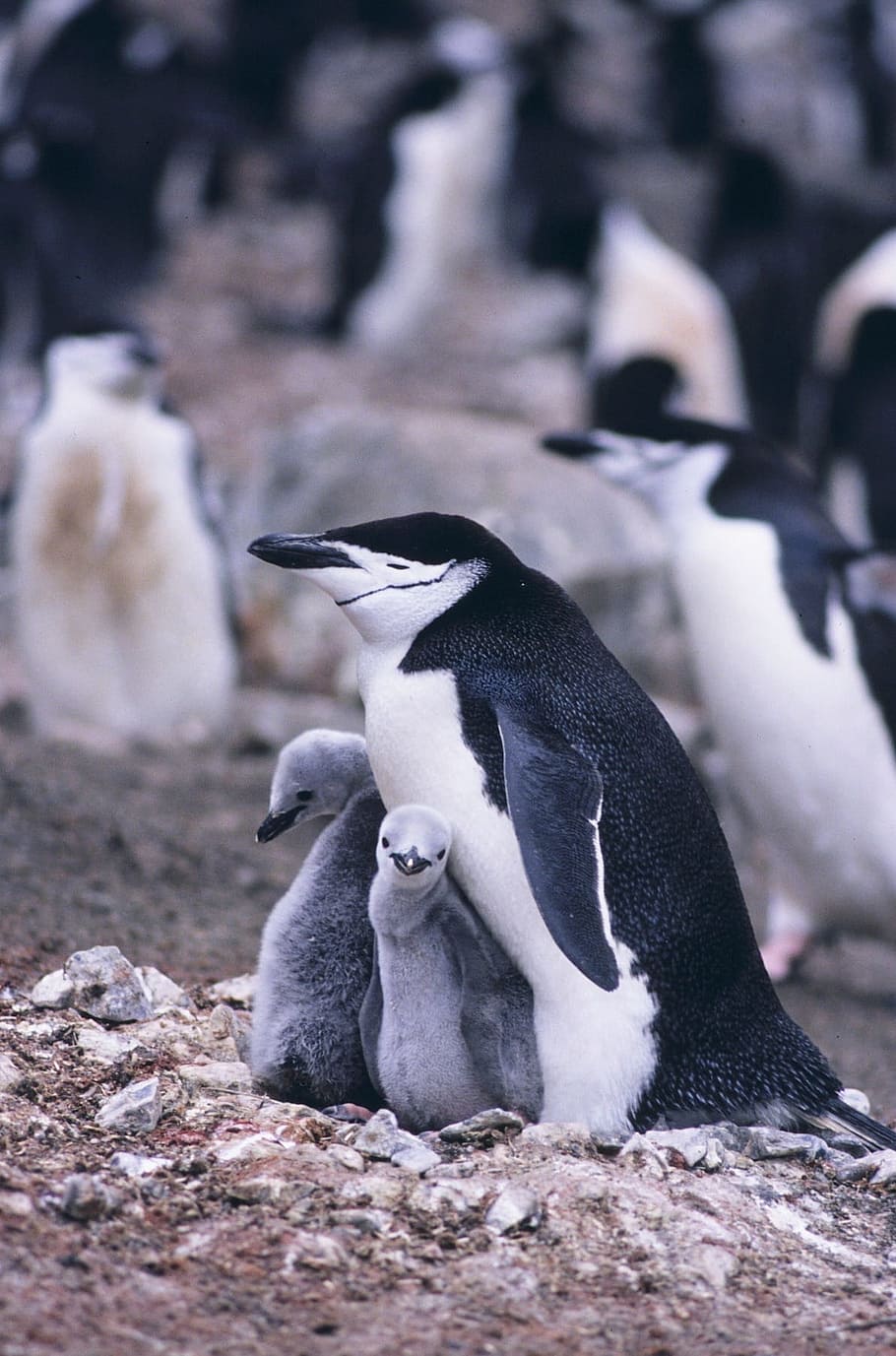 selective, focus photography, black, white, penguin, two, young, penguins, standing, ground