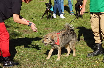 dog-show-dogs-parade-fun-royalty-free-thumbnail.jpg