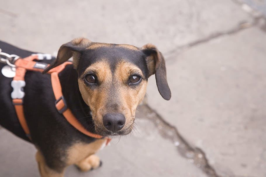 dog, dog on a lead, puppy, doggy, holding, anxious pet, anxious, outdoor pet, canine, cute