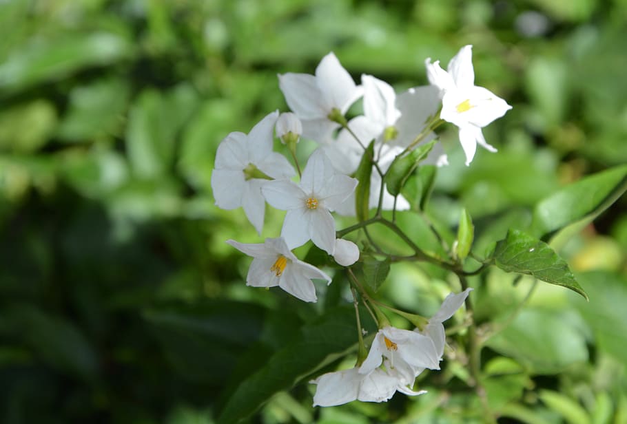 flowers, white flowers, green foliage, nature, jardiniere, flowering plant, flower, plant, beauty in nature, freshness