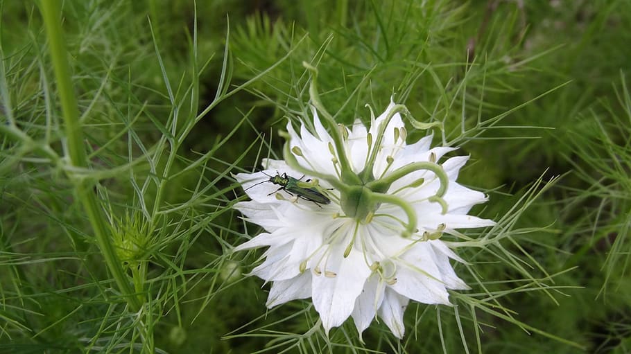 insect, green, nature, white flower, spring, plants, damascus nigella, noble oedemere, flower, france