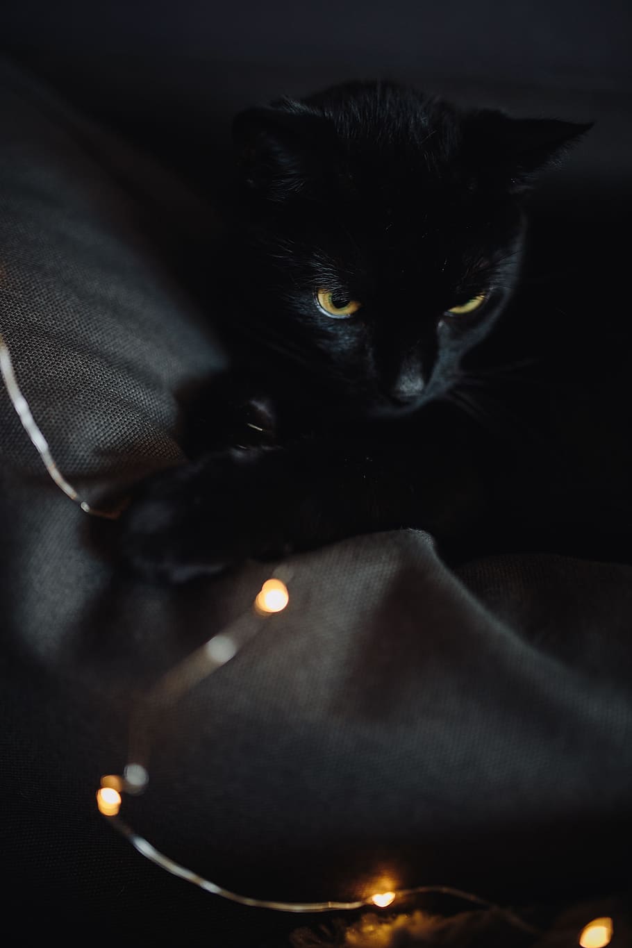 mascota, animal, gato, gato negro, luces de hadas, negro, hadas, luces, Mamíferos, en interiores