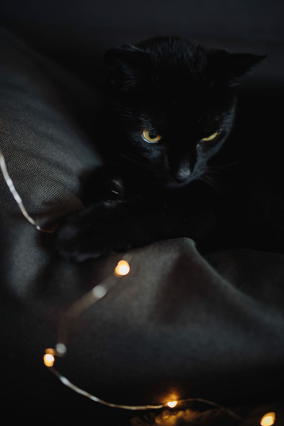 negro, gato, hadas, luces, gato negro, luces de hadas, mascota, animal, gato doméstico, mascotas