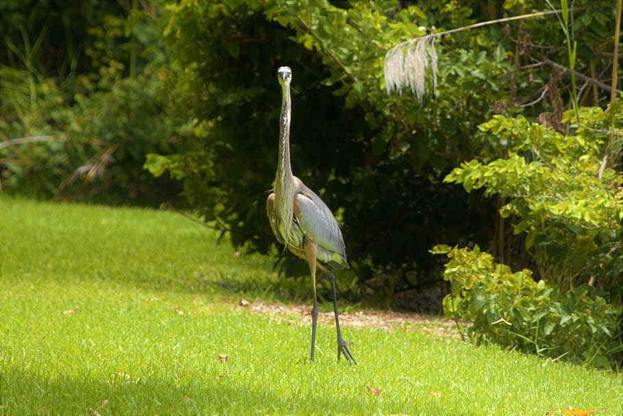 Free download | big bird, staring at photographer, blue heron, heron ...