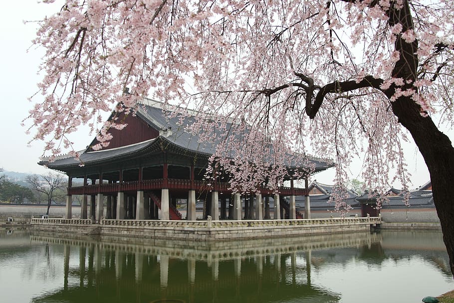abu-abu, gazebo, kolam, kayu, taman, danau, badan air, alam, istana gyeongbok, gyeonghoeru