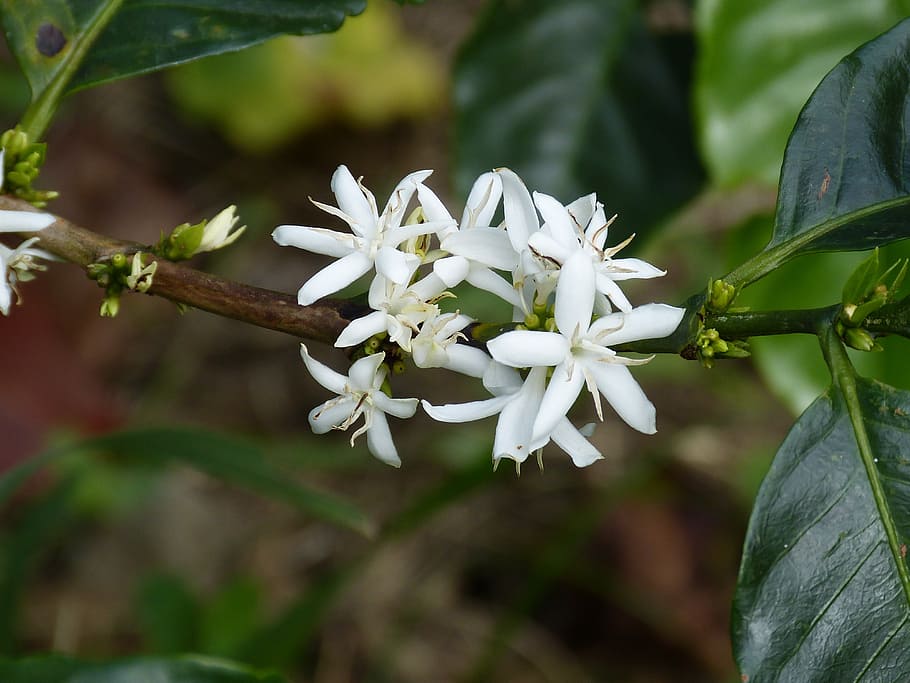 white, flowers, tree branch, coffee flower, coffee shrub, coffee, blossom, bloom, central america, costa rica