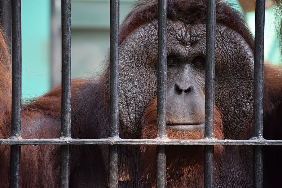 Ape, Animal, Monkey, Zoo, Cute, character, nature, gorilla, cage, animals in captivity