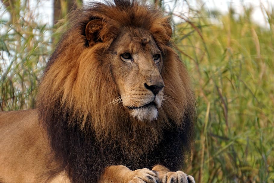 closeup, lion, grass field, fiera, king, leon, lions, predator, feline, animal world