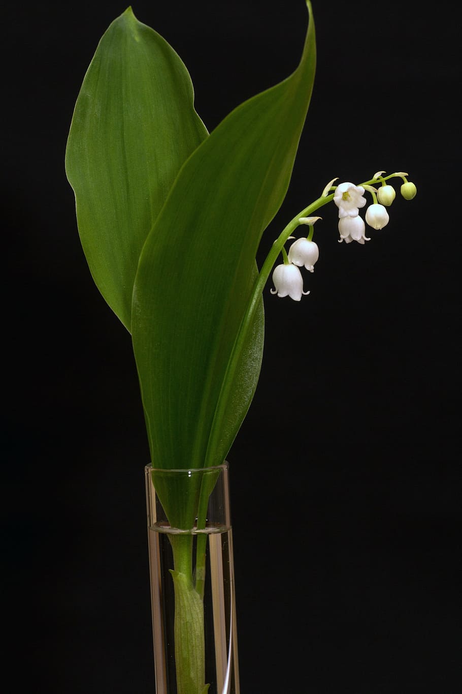green, leaf plant, vase, lily of the valley, convallaria majalis, spring, white, bell, flower, nature