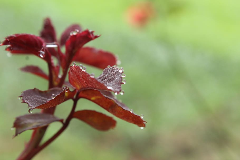 dew drops, morning, rose leaves, red leaves, crystals, pearls, blissful mornings, colours, plant, close-up
